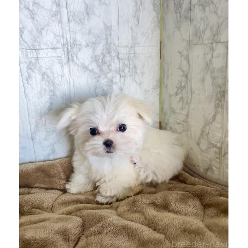 販売中の北海道のマルチーズ-425314の9枚目