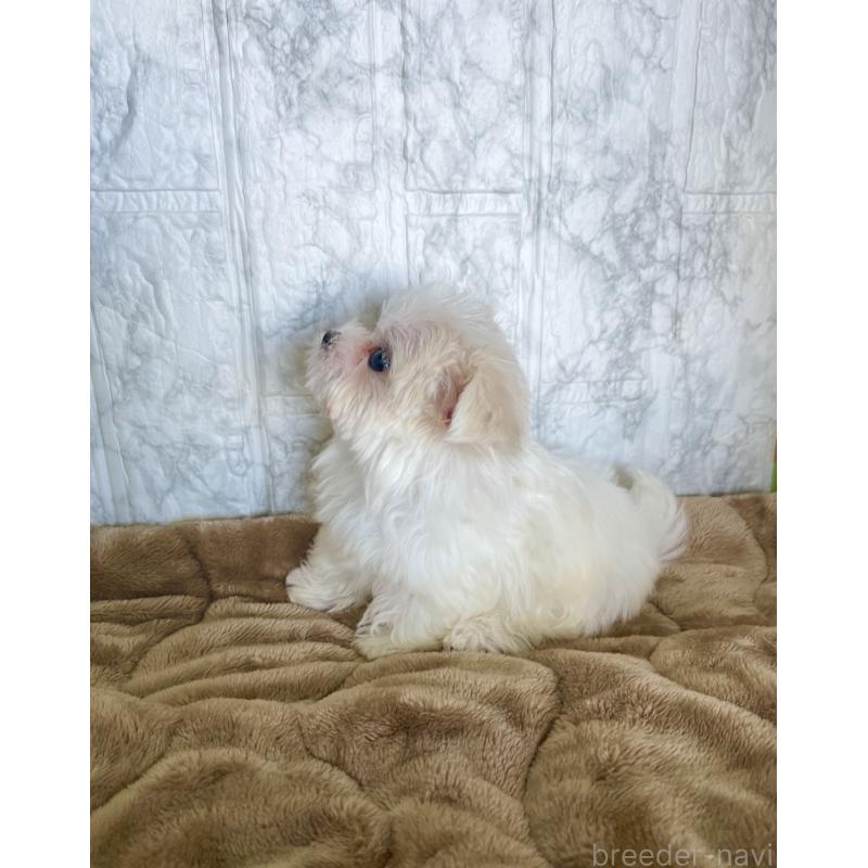 販売中の北海道のマルチーズ-425314の8枚目