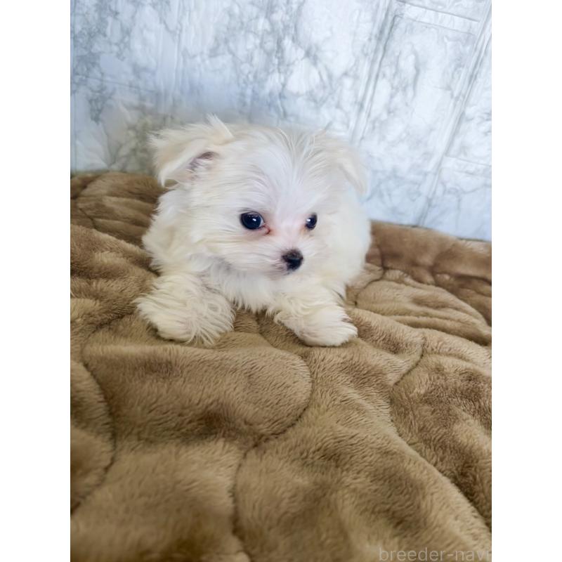 販売中の北海道のマルチーズ-425314の7枚目