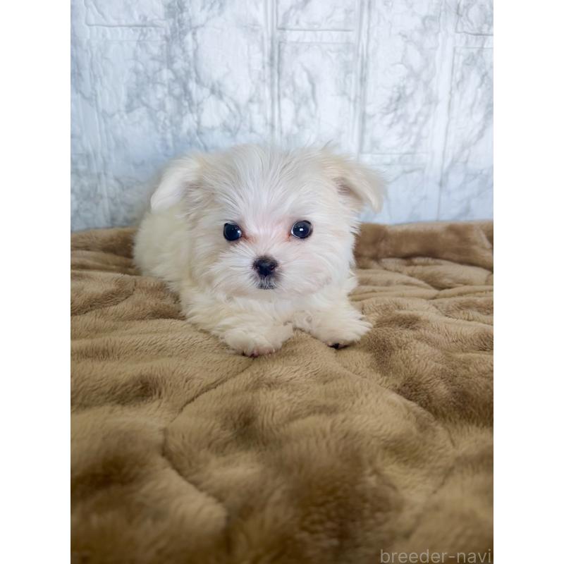 販売中の北海道のマルチーズ-425314の6枚目