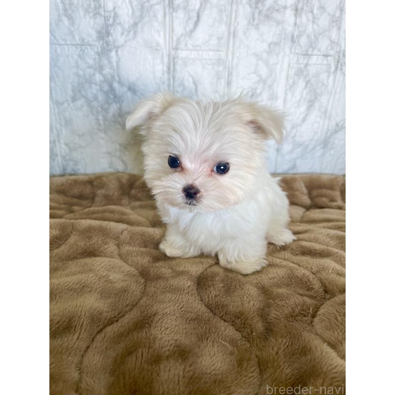 販売中の北海道のマルチーズ-425314の5枚目