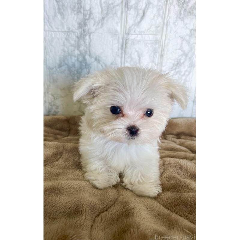 販売中の北海道のマルチーズ-425314の4枚目