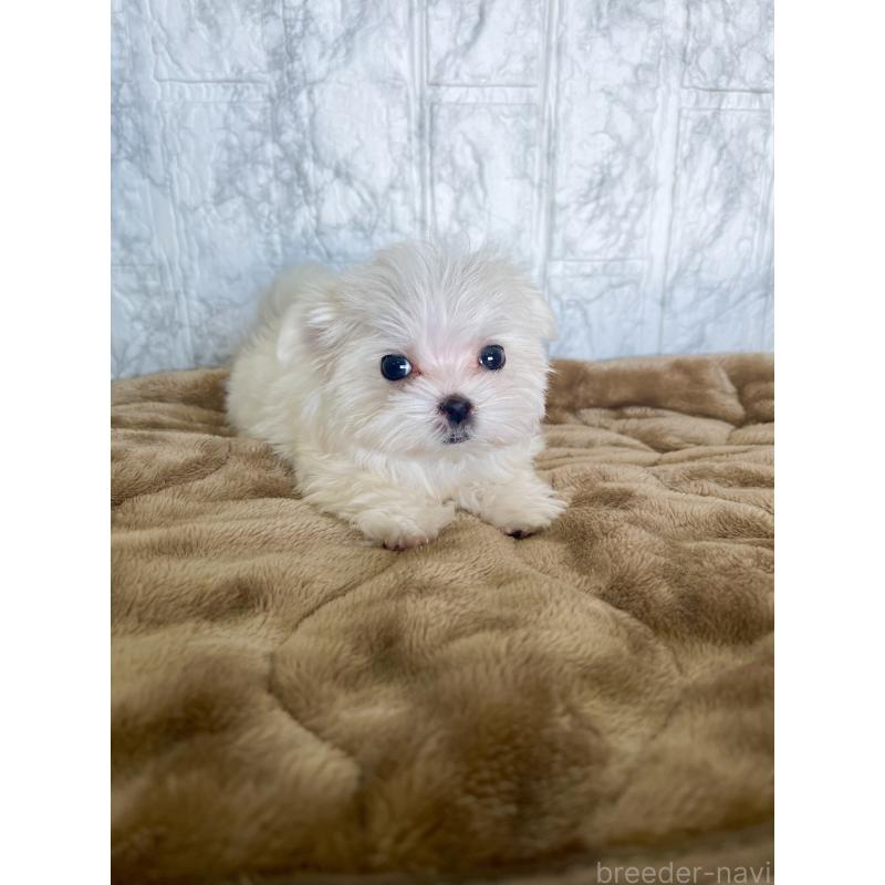 販売中の北海道のマルチーズ-425314の3枚目