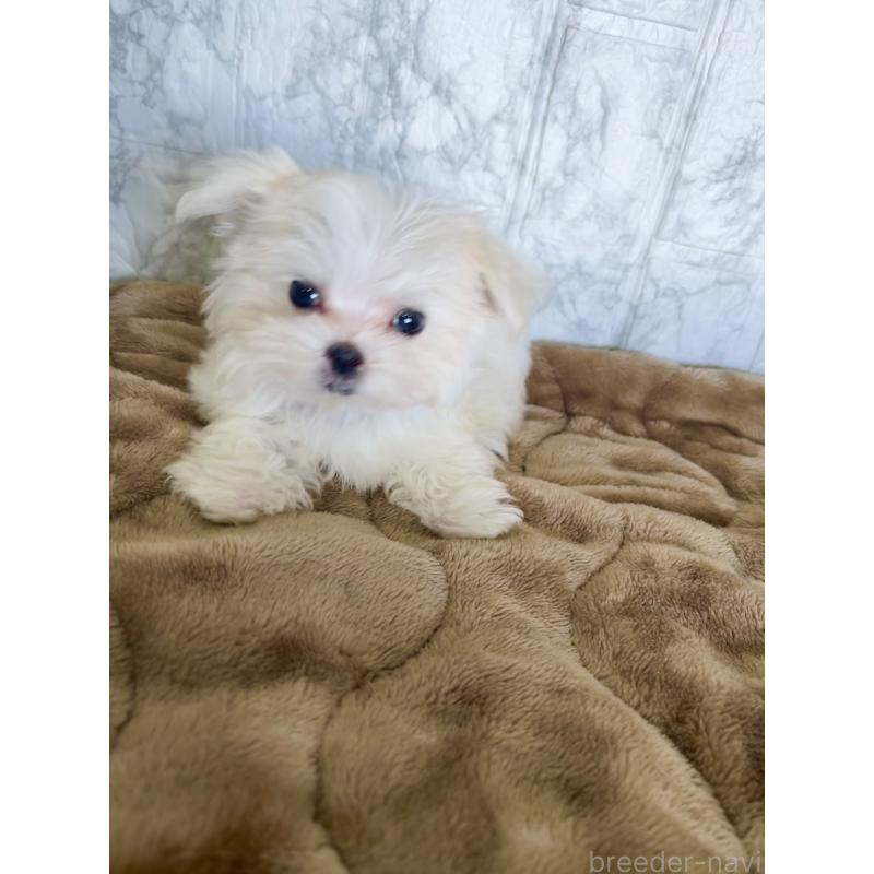 販売中の北海道のマルチーズ-425314の2枚目