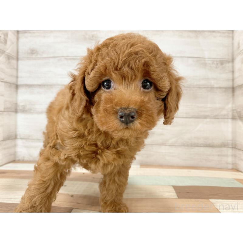 販売中の新潟県のトイプードル-425315の5枚目