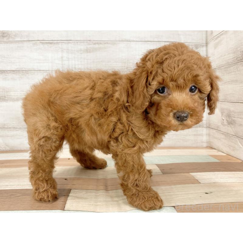 販売中の新潟県のトイプードル-425315の3枚目