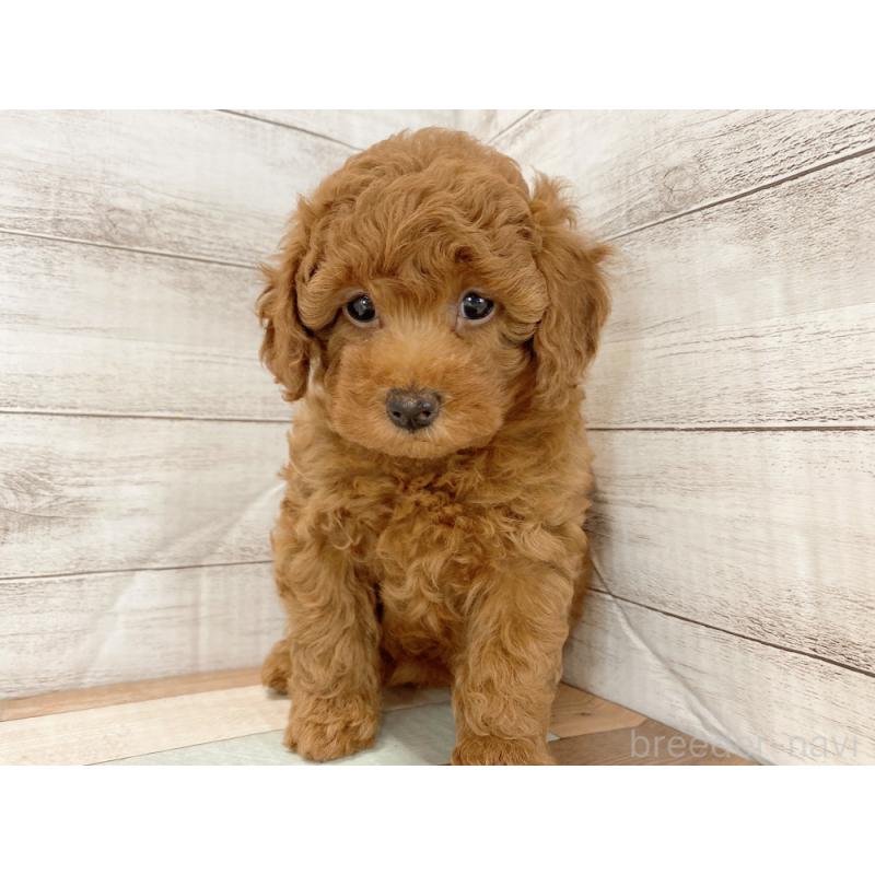 販売中の新潟県のトイプードル-425315の4枚目