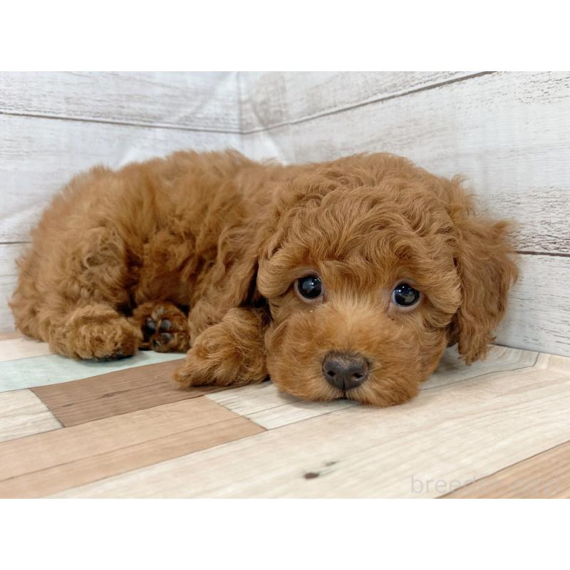 販売中の新潟県のトイプードル-425315の2枚目