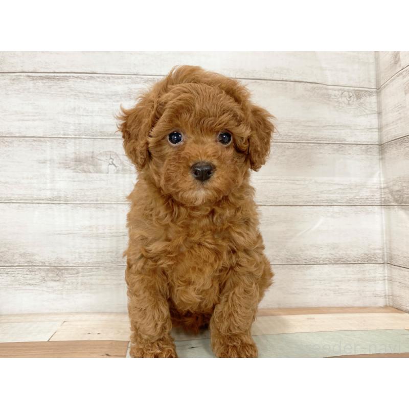 販売中の新潟県のトイプードル-425316の5枚目