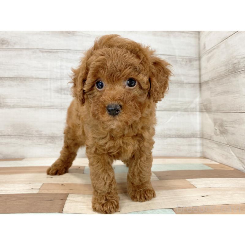 販売中の新潟県のトイプードル-425316の4枚目