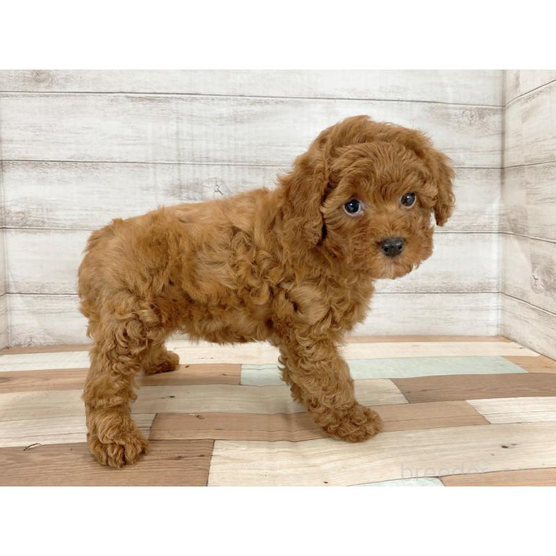 販売中の新潟県のトイプードル-425316の3枚目