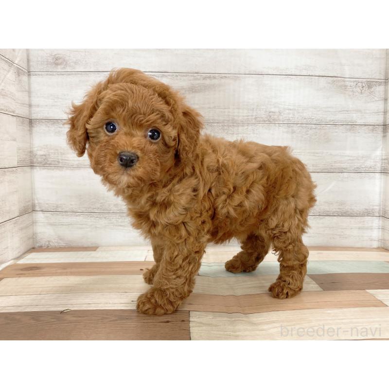 販売中の新潟県のトイプードル-425316の2枚目