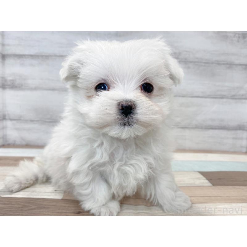 販売中の新潟県のマルチーズ-425317の5枚目