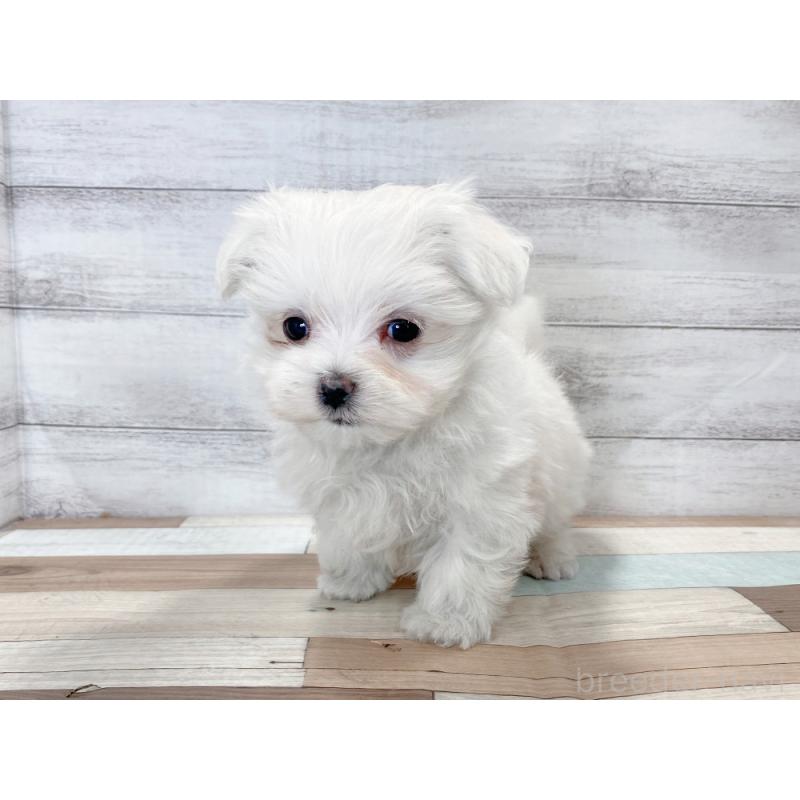 販売中の新潟県のマルチーズ-425317の4枚目