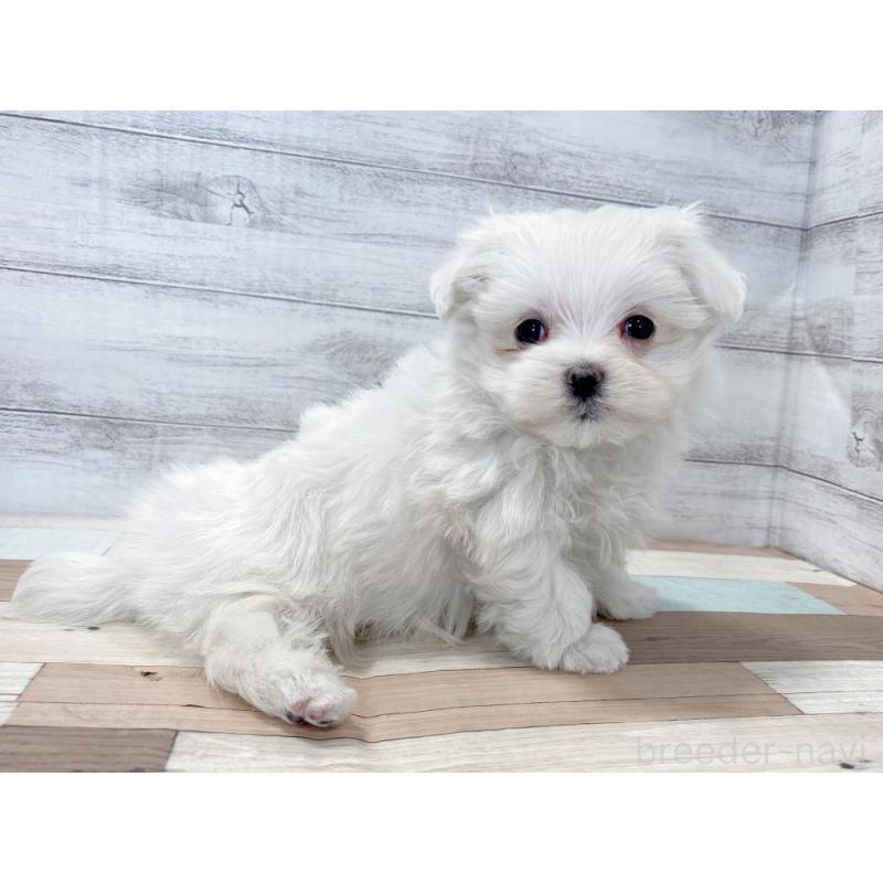 販売中の新潟県のマルチーズ-425317の3枚目