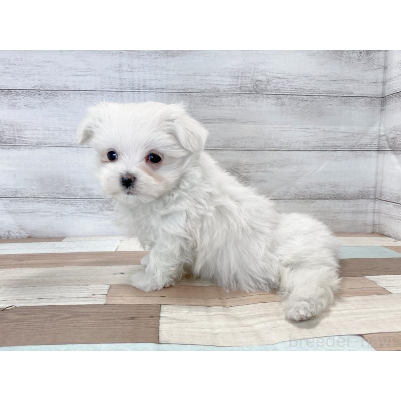 販売中の新潟県のマルチーズ-425317の2枚目