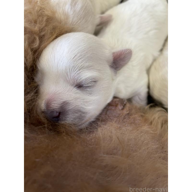 販売中の栃木県のミックス犬-424367の7枚目