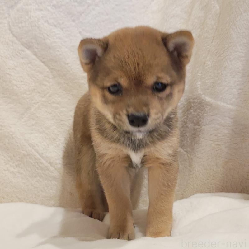 販売中の岡山県の豆柴-425318の4枚目