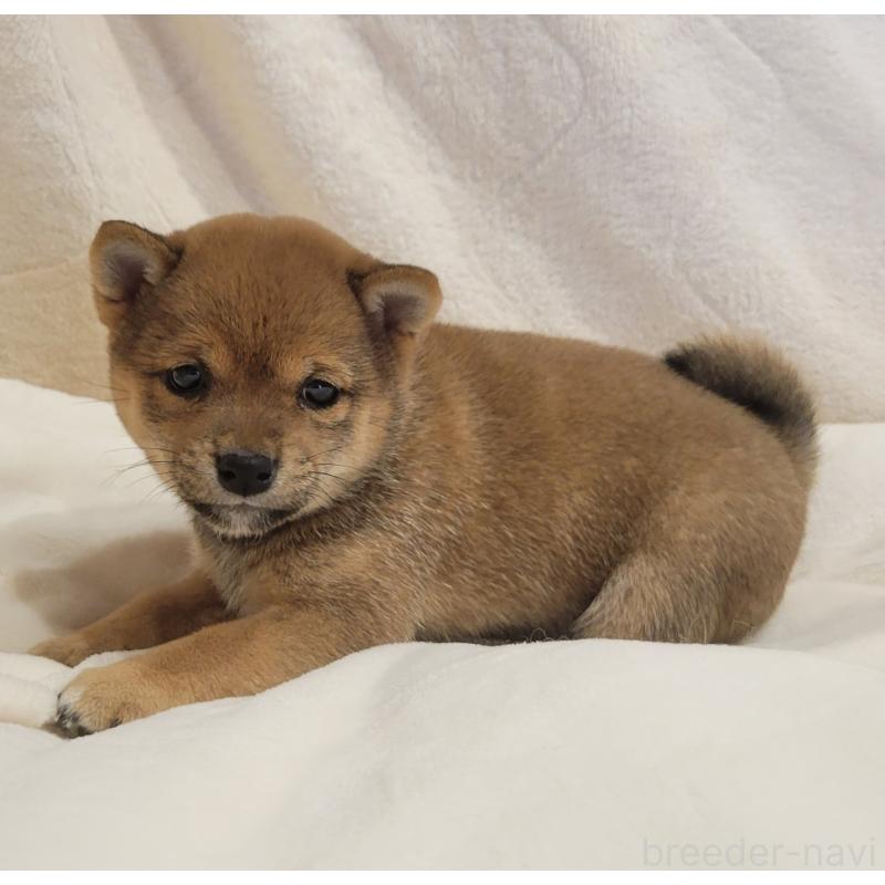 販売中の岡山県の豆柴-425318の3枚目