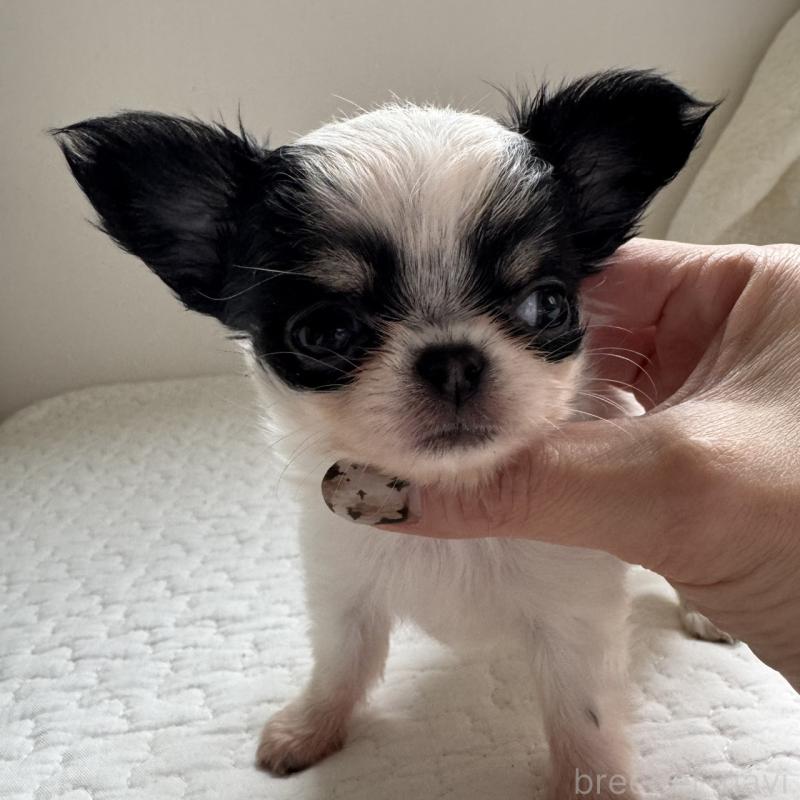 販売中の東京都のチワワ(ロングコート)-425319の9枚目