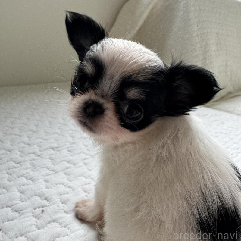 販売中の東京都のチワワ(ロングコート)-425319の8枚目