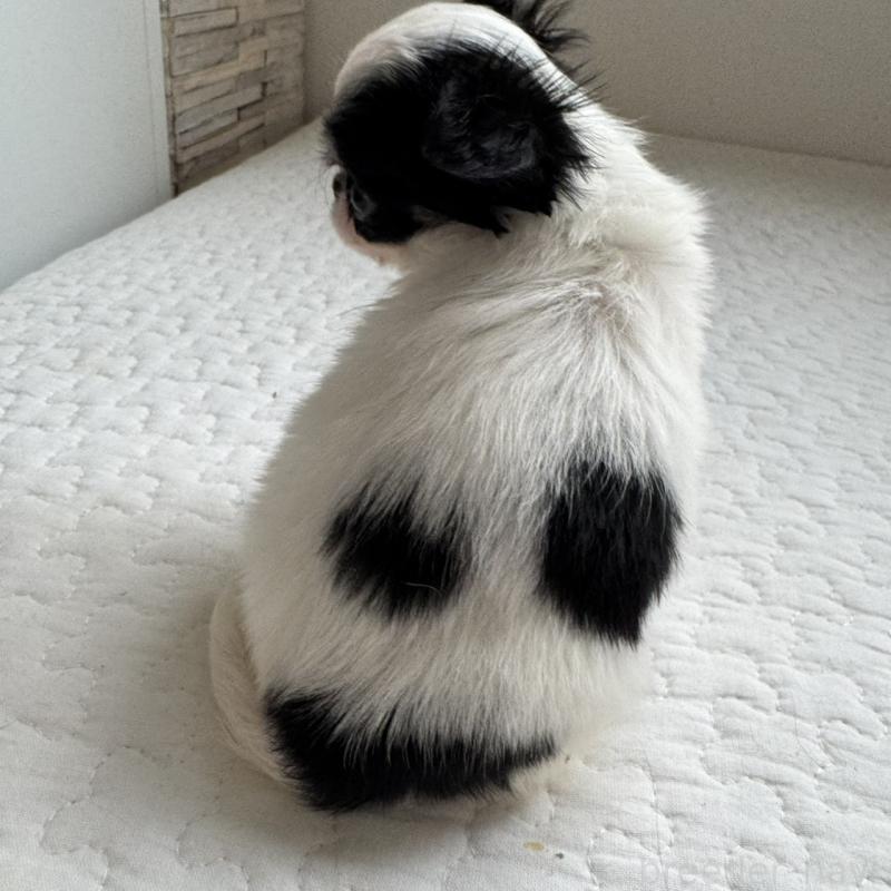 販売中の東京都のチワワ(ロングコート)-425319の7枚目