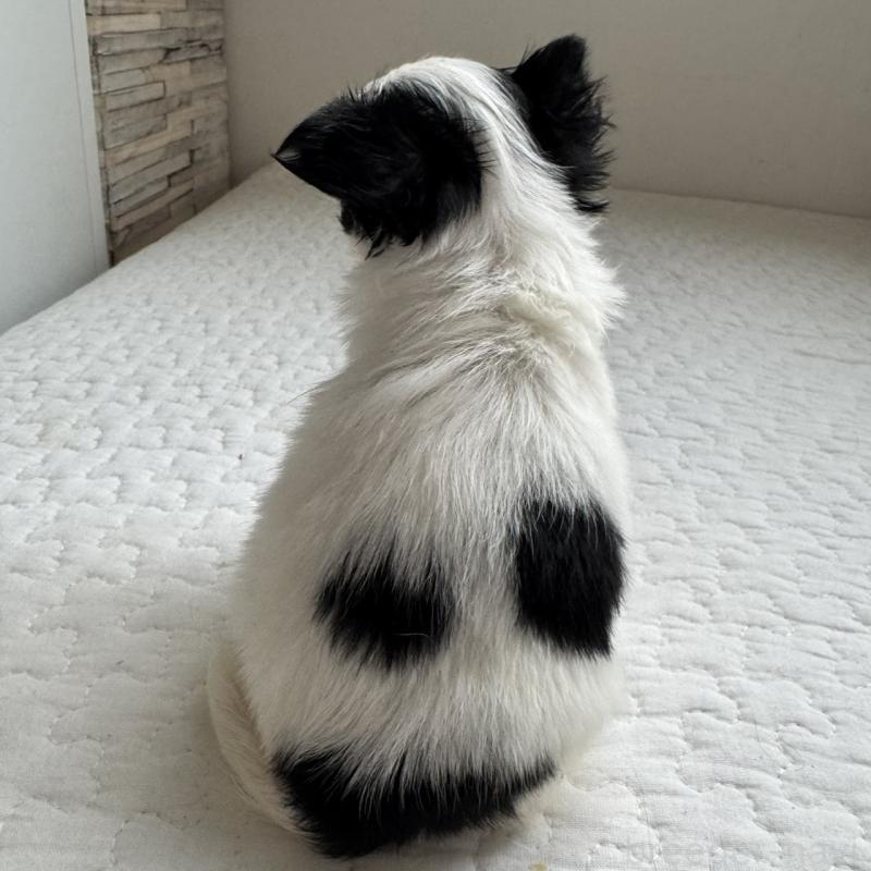 販売中の東京都のチワワ(ロングコート)-425319の6枚目