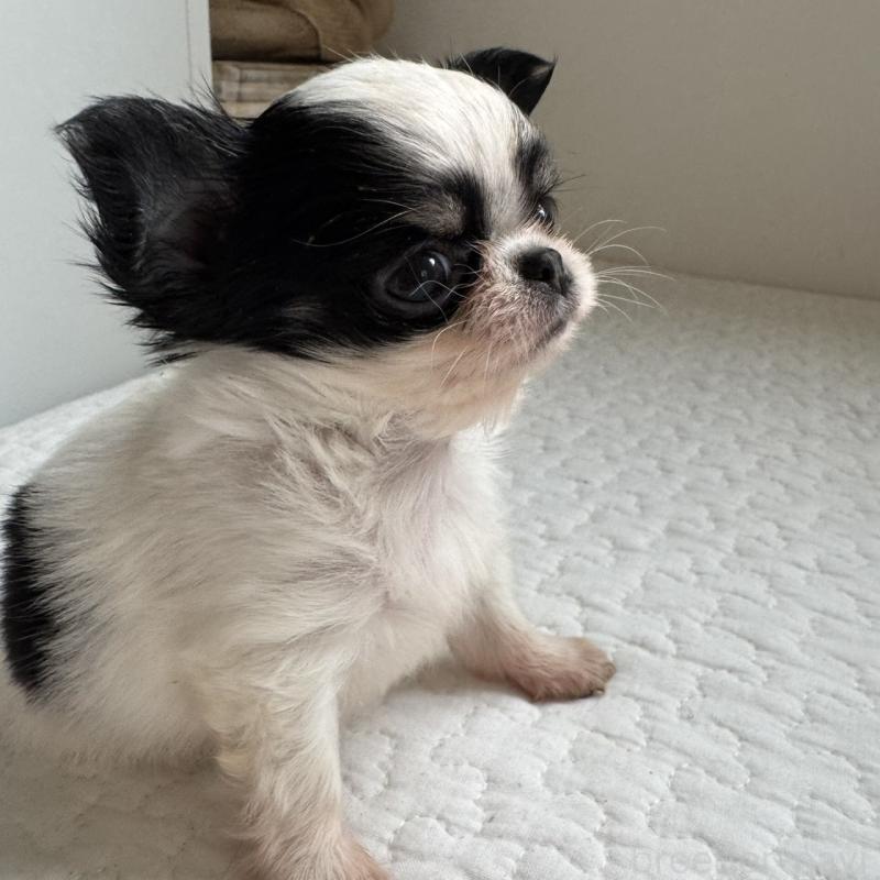 販売中の東京都のチワワ(ロングコート)-425319の5枚目