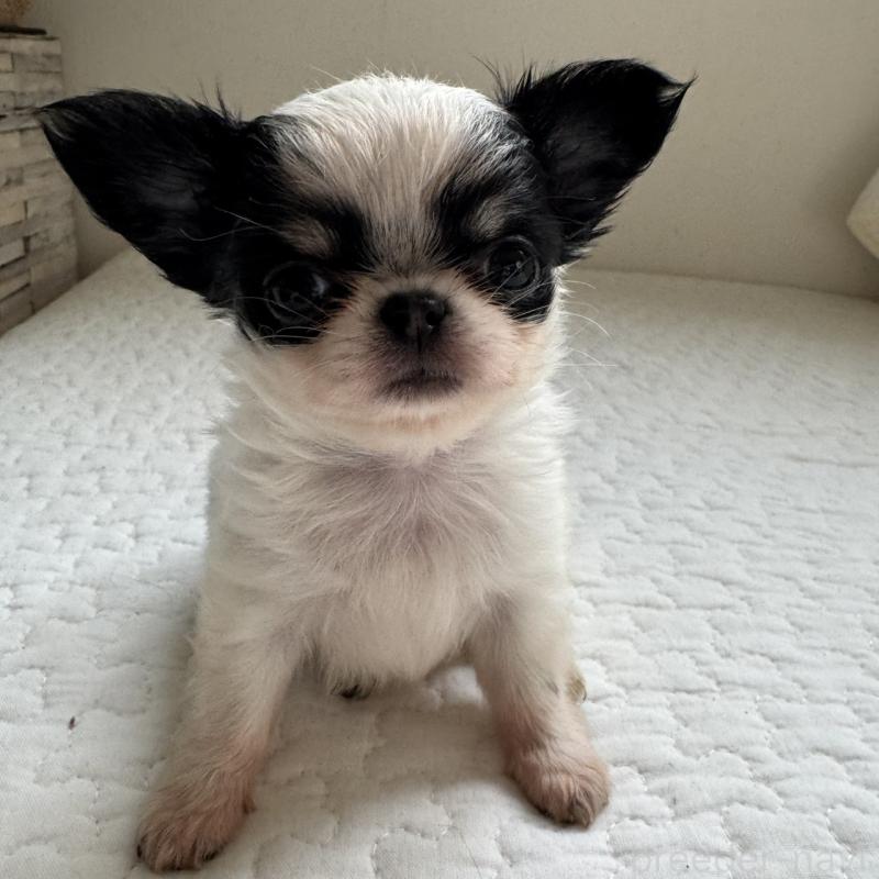 販売中の東京都のチワワ(ロングコート)-425319の3枚目