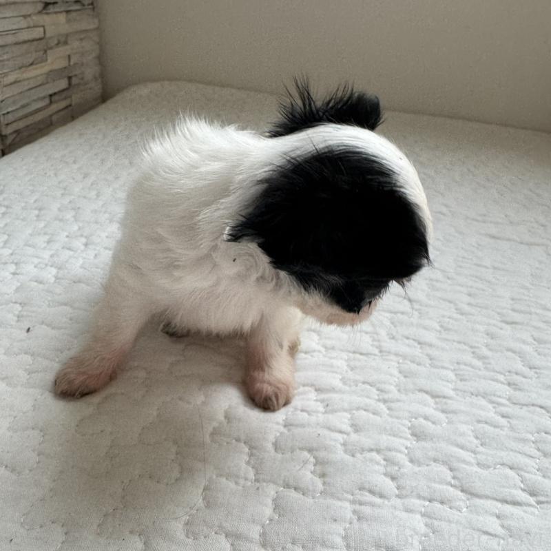 販売中の東京都のチワワ(ロングコート)-425319の2枚目