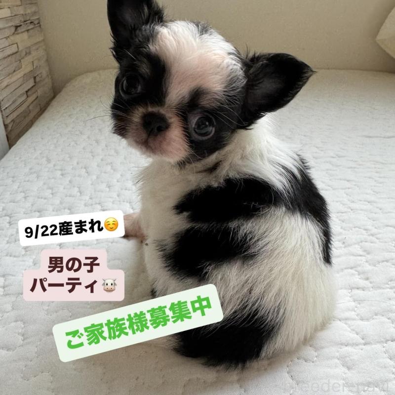 販売中の東京都のチワワ(ロングコート)-425320