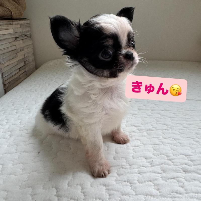 販売中の東京都のチワワ(ロングコート)-425320の6枚目