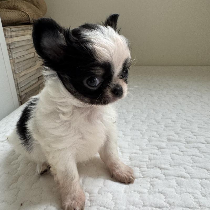 販売中の東京都のチワワ(ロングコート)-425320の5枚目