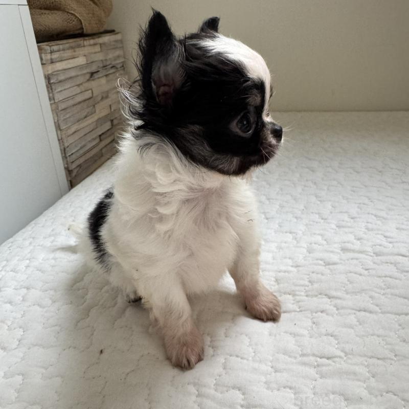 販売中の東京都のチワワ(ロングコート)-425320の4枚目