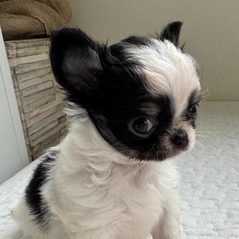 販売中の東京都のチワワ(ロングコート)-425320の3枚目