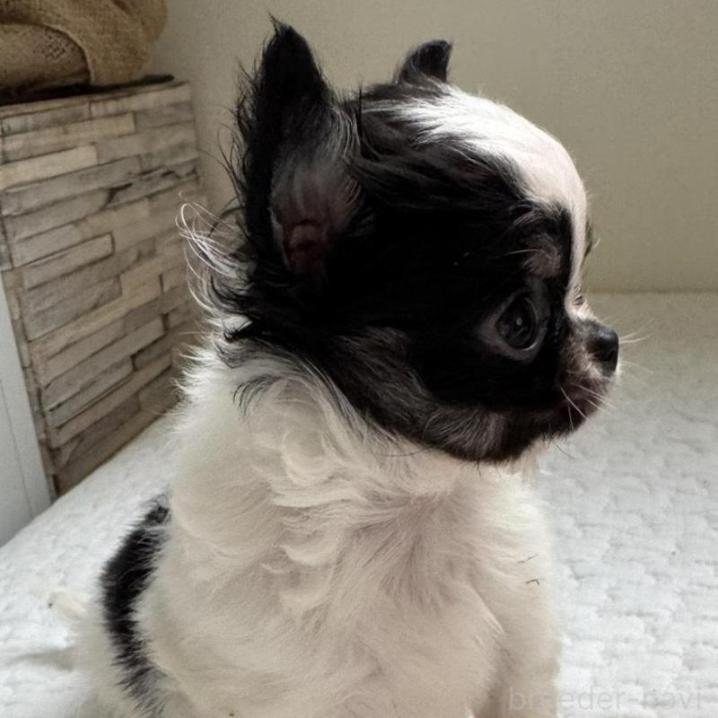 販売中の東京都のチワワ(ロングコート)-425320の2枚目