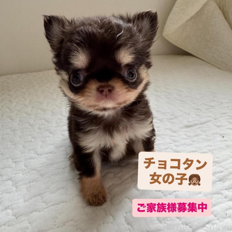 販売中の東京都のチワワ(ロングコート)-425321