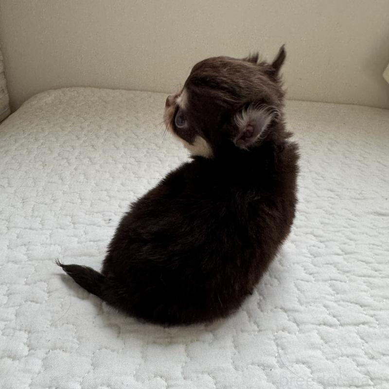 販売中の東京都のチワワ(ロングコート)-425321の7枚目