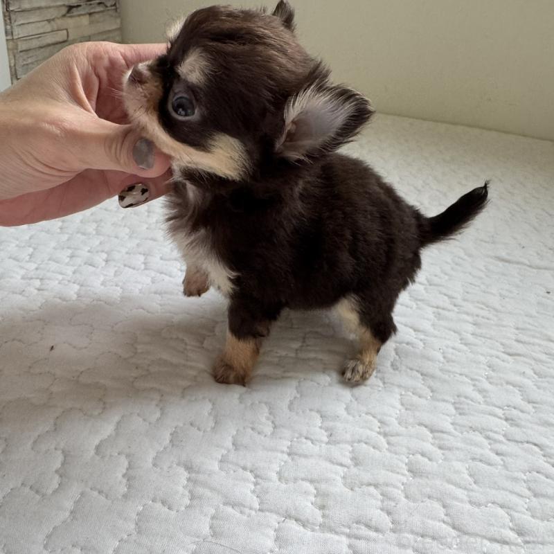 販売中の東京都のチワワ(ロングコート)-425321の6枚目