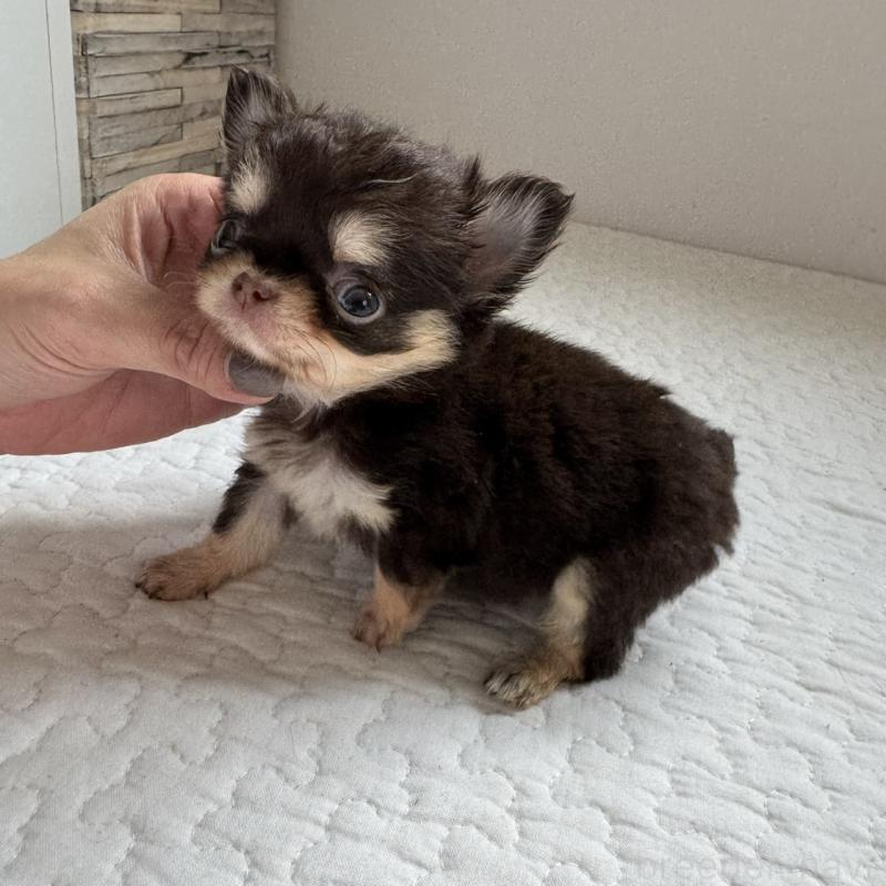 販売中の東京都のチワワ(ロングコート)-425321の5枚目