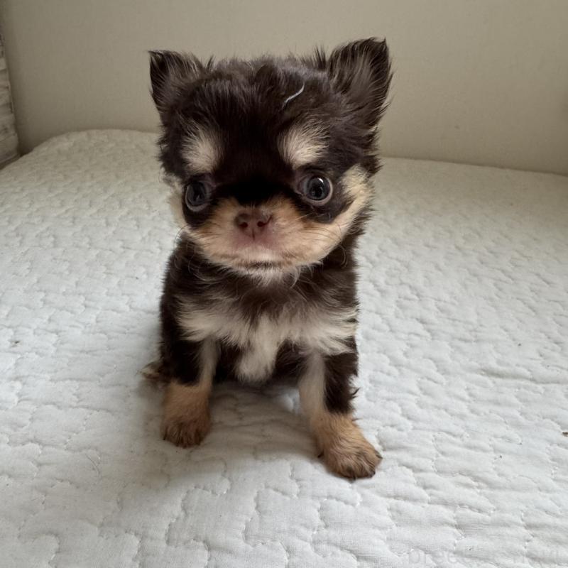 販売中の東京都のチワワ(ロングコート)-425321の4枚目