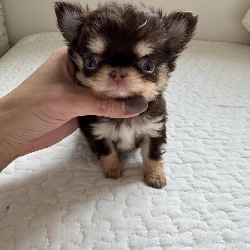 販売中の東京都のチワワ(ロングコート)-425321の3枚目