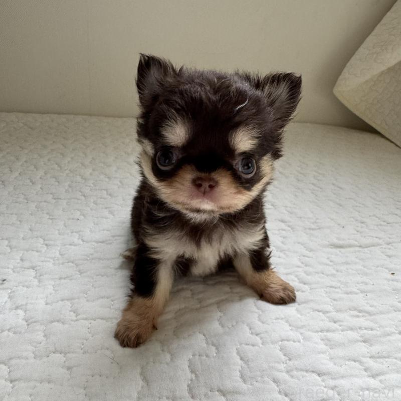 販売中の東京都のチワワ(ロングコート)-425321の2枚目