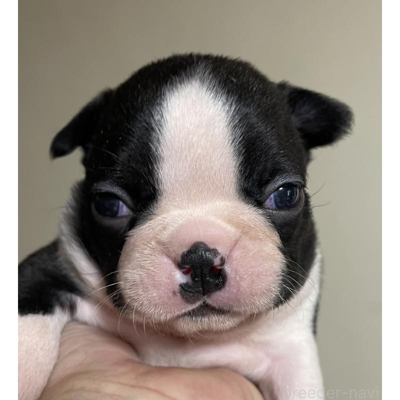 販売中の岡山県のボストンテリア-420781