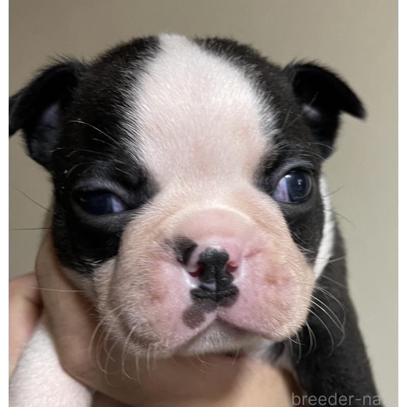 販売中の岡山県のボストンテリア-419608