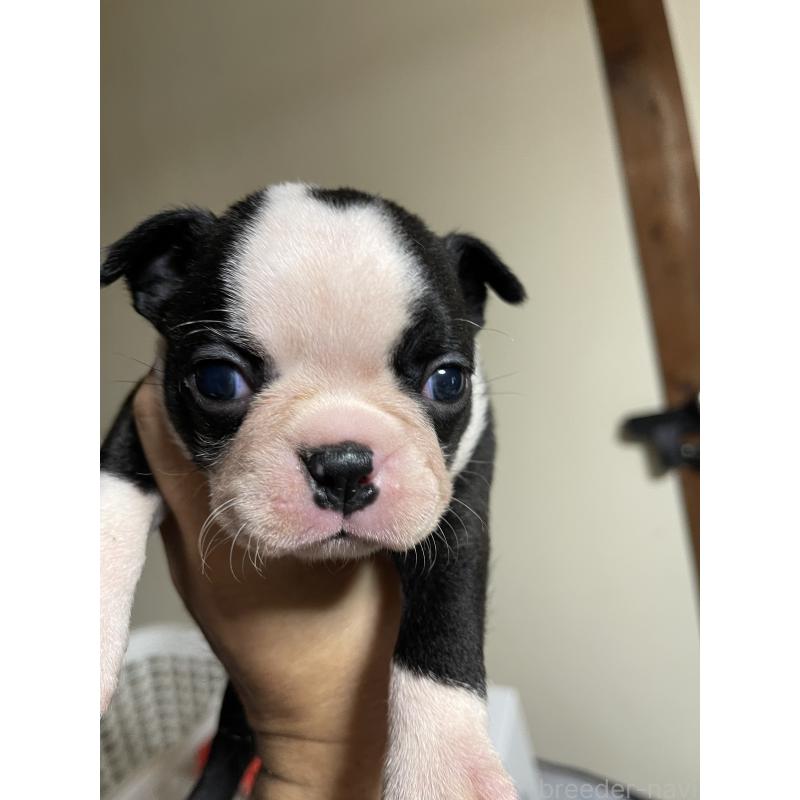 販売中の岡山県のボストンテリア-419605