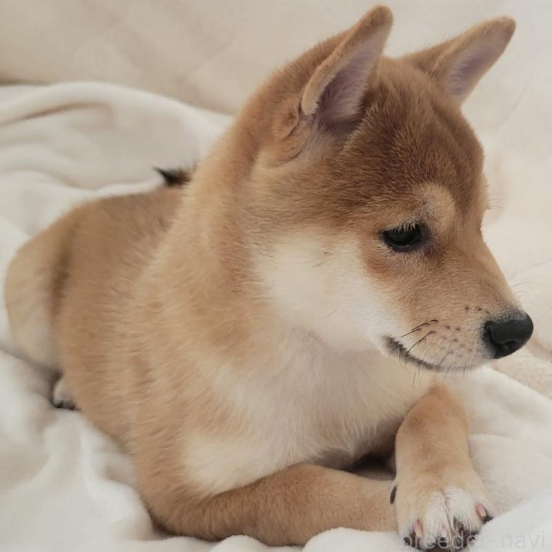 販売中の岡山県の豆柴-411326