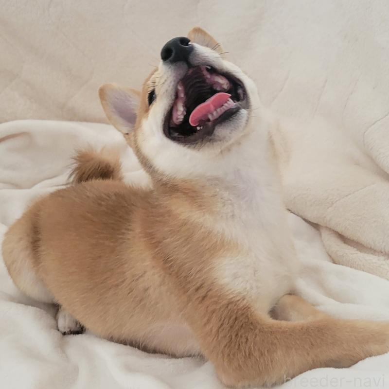 販売中の岡山県の豆柴-411326の5枚目