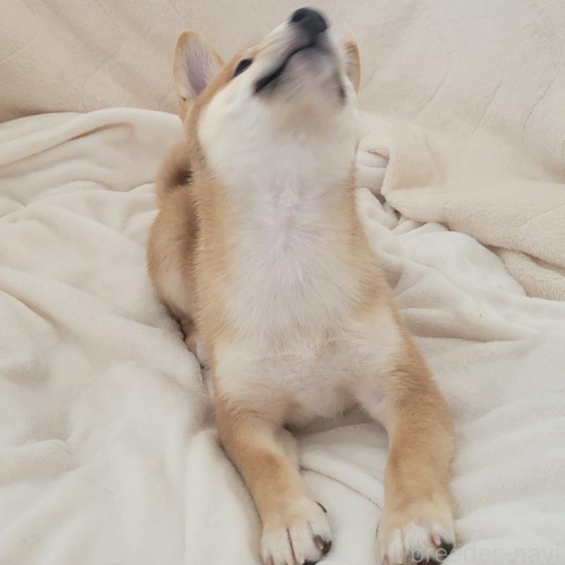 販売中の岡山県の豆柴-411326の4枚目