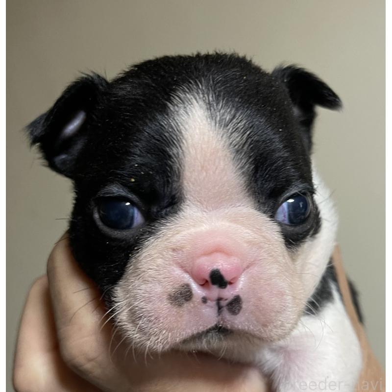 販売中の岡山県のボストンテリア-420310